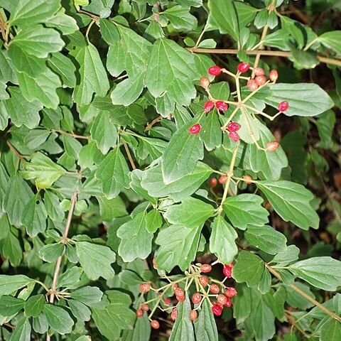 Viburnum foetidum unspecified picture