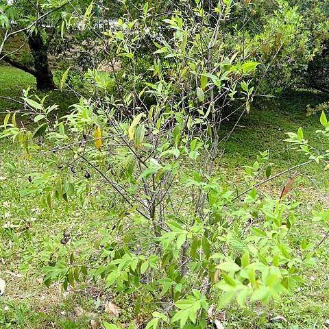 Chimonanthus salicifolius unspecified picture