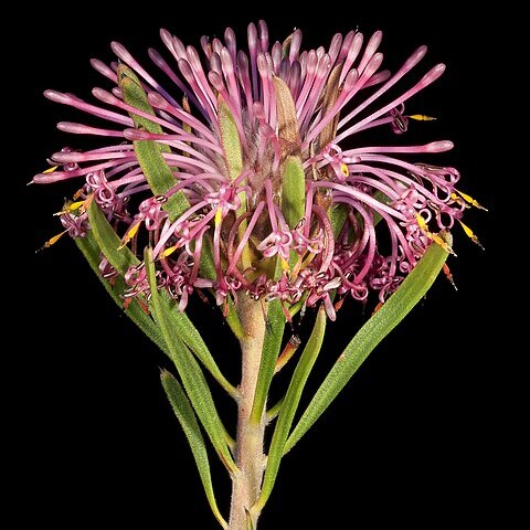 Isopogon linearis unspecified picture