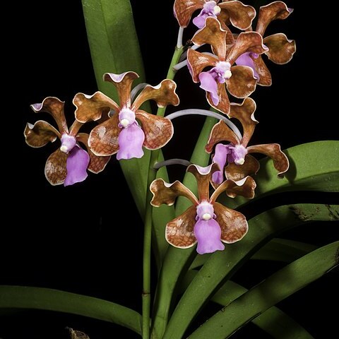 Vanda limbata unspecified picture