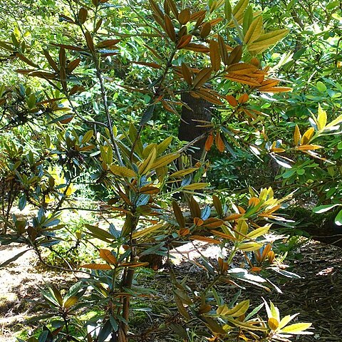 Rhododendron crinigerum unspecified picture