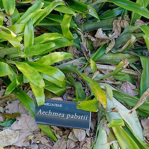 Aechmea pabstii unspecified picture