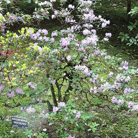 Rhododendron oreotrephes unspecified picture