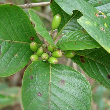 Coussarea platyphylla unspecified picture