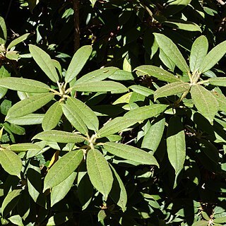 Rhododendron ochraceum unspecified picture