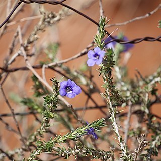 Aptosimum albomarginatum unspecified picture