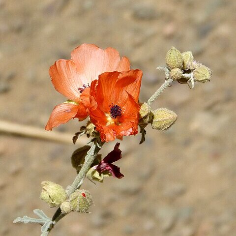 Sphaeralcea laxa unspecified picture