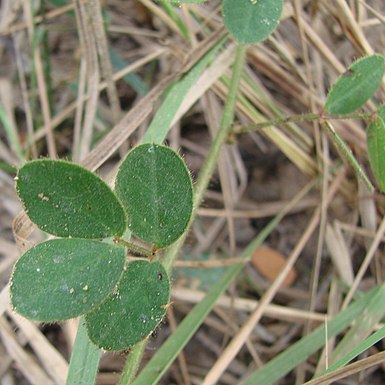 Chamaecrista fagonioides unspecified picture