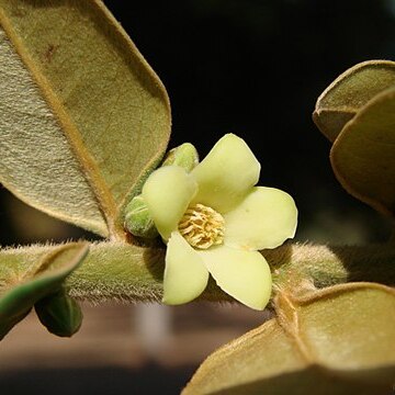 Diospyros sericea unspecified picture