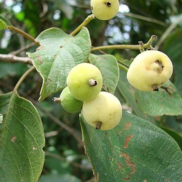 Guettarda viburnoides unspecified picture