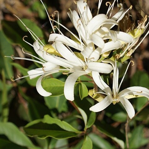 Spiranthera odoratissima unspecified picture