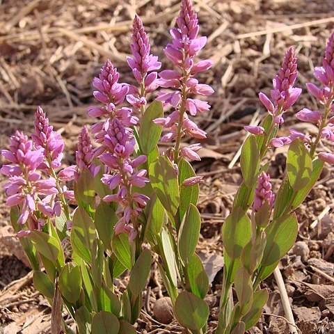 Polygala poaya unspecified picture