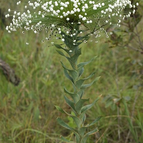 Paepalanthus unspecified picture