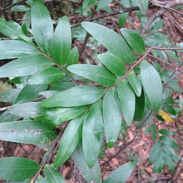 Xylopia emarginata unspecified picture