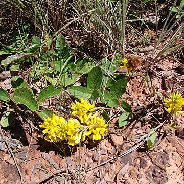 Eriosema campestre unspecified picture