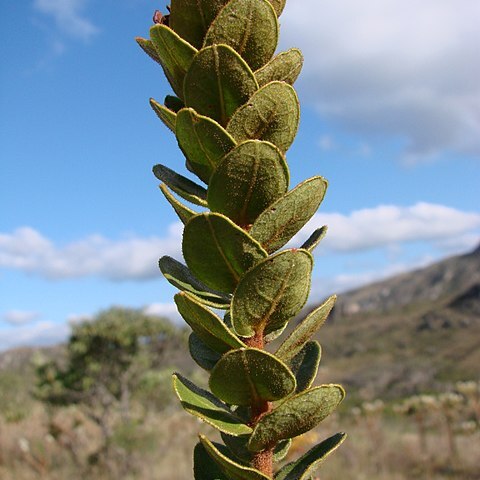 Agarista virgata unspecified picture