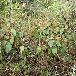 Miconia macrothyrsa unspecified picture