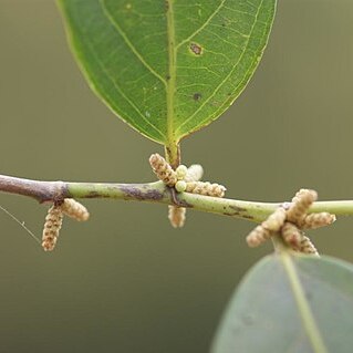 Lacistema hasslerianum unspecified picture