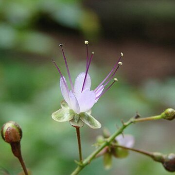 Hirtella gracilipes unspecified picture