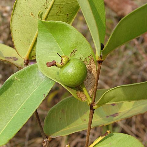 Psidium firmum unspecified picture