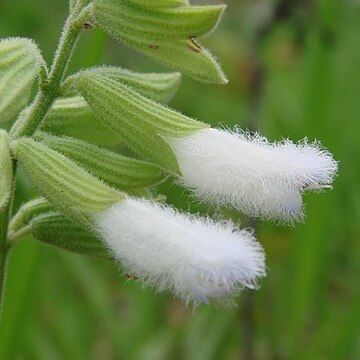 Salvia tomentella unspecified picture