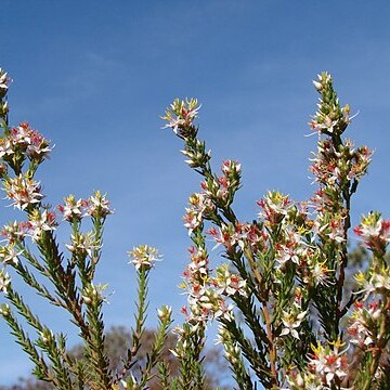 Marcetia taxifolia unspecified picture