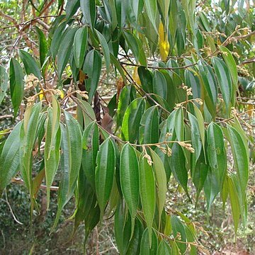 Miconia cuspidata unspecified picture