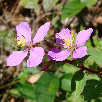 Pterolepis repanda unspecified picture