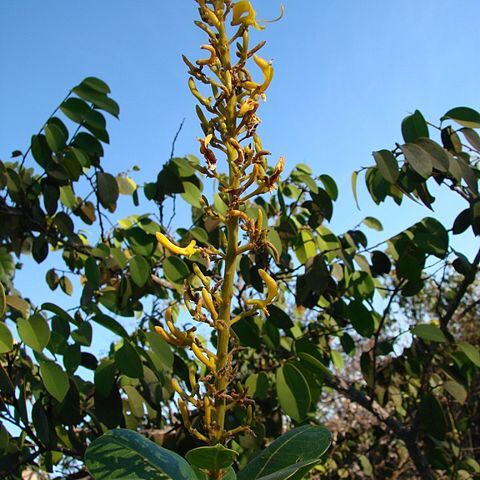 Vochysia elliptica unspecified picture