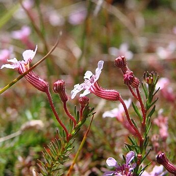 Cuphea arenarioides unspecified picture