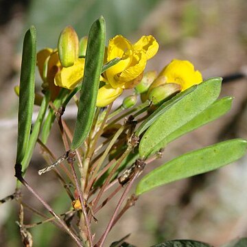 Chamaecrista conferta unspecified picture