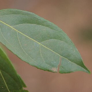 Lacistema hasslerianum unspecified picture