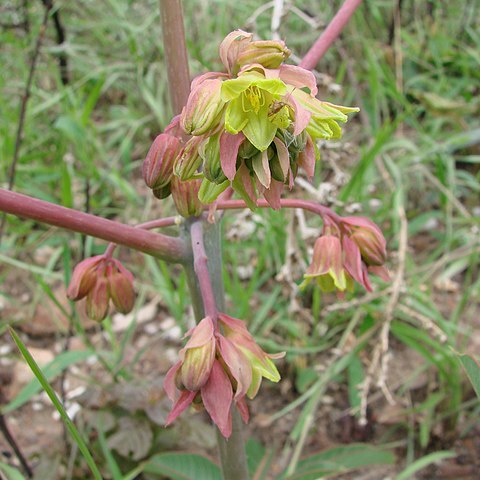 Manihot cecropiifolia unspecified picture