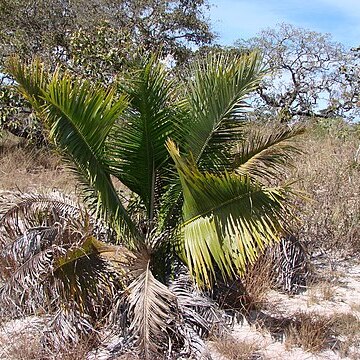 Attalea geraensis unspecified picture