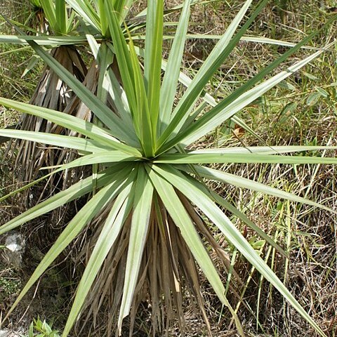 Vellozia alutacea unspecified picture