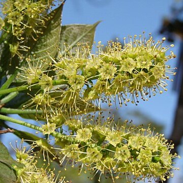 Terminalia argentea unspecified picture