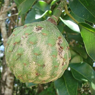 Magnolia ovata unspecified picture