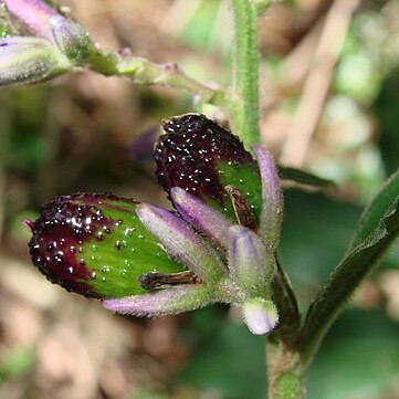 Dichorisandra villosula unspecified picture