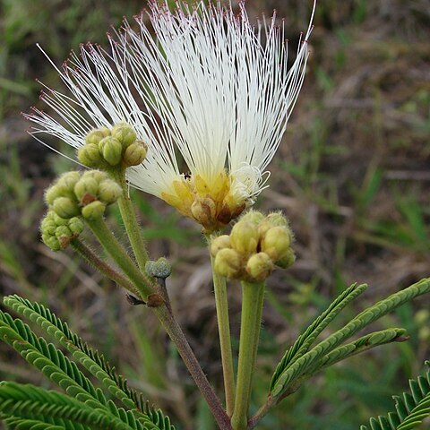 Calliandra viscidula unspecified picture