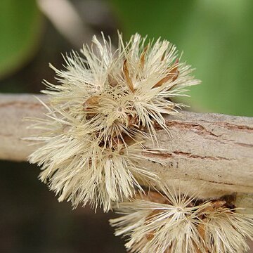 Piptocarpha rotundifolia unspecified picture