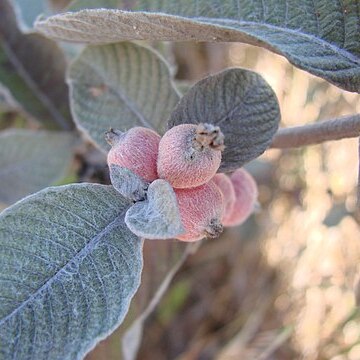 Sabicea brasiliensis unspecified picture