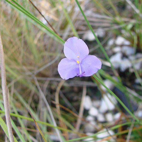 Abolboda pulchella unspecified picture