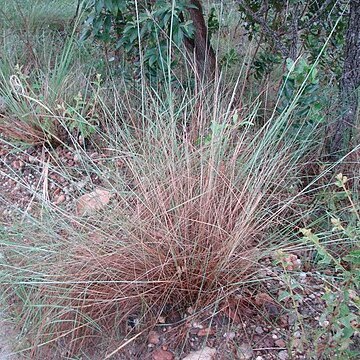 Trachypogon spicatus unspecified picture