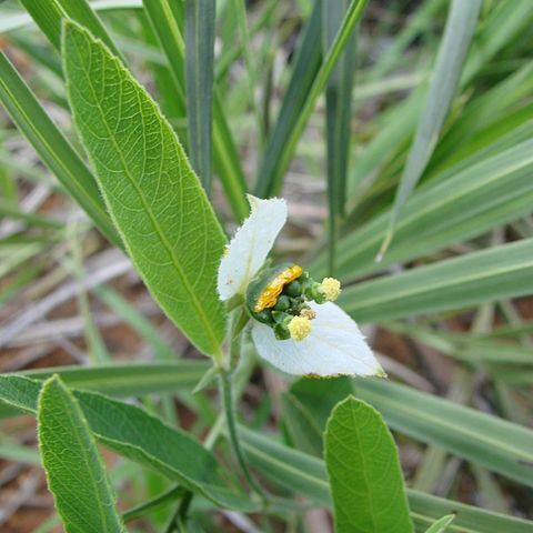 Dalechampia caperonioides unspecified picture