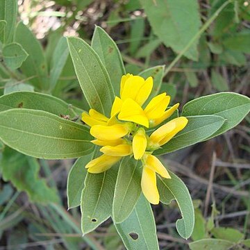 Eriosema glabrum unspecified picture