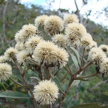 Eremanthus unspecified picture