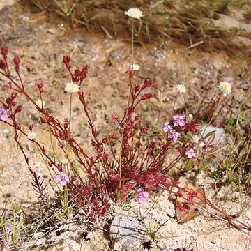 Siphanthera unspecified picture