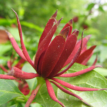 Calycanthaceae unspecified picture