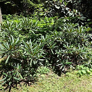 Rhododendron beesianum unspecified picture