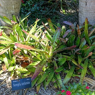 Neoregelia carcharodon unspecified picture